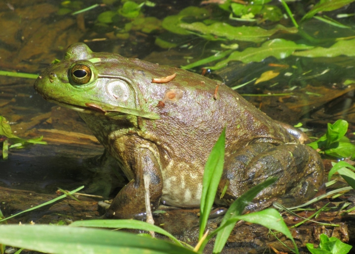 American Bullfrog